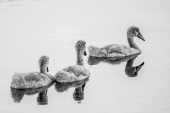Cindy-Mirabella-Cygnet-Parade-Nov-2020-Monochrome-BEGINNER-Award