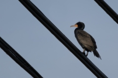 Cindy-Mirabella_I-Walk-the-Line-Dec-2020-Open-Color-Beginner_Medal