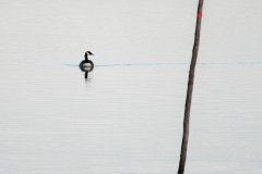 Cindy-Mirabella_Red-Right-Returning_June-2021_New-Place-You-Love-Color-Beginner_Award