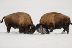 Colette-Cannataro-Sparring-Bisons-Jan-2021-Open-Digital-Color-Beginner-AWARD