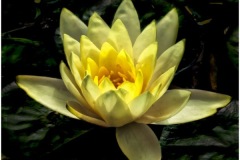 David-Carboy_Water-Lilly-4-Sept-2020-Open-Color-Master_Award