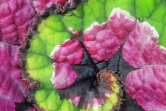 Nautilus Leaf Begonia