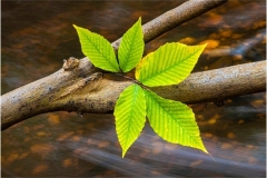 Autumn Leaf On Fallen Branch