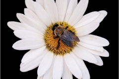 Bee On Daisy