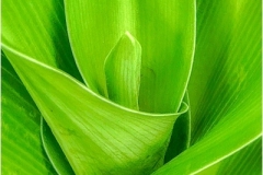 Curves Of The Crinum Lily