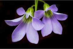 Gary-Slawsky_Purple-Shamrock-Flowers_May-2021_-Still-Life-Flowers_-Color-Salon_Award