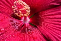 Greg-Nagy_Morning-Dew_May-2021_-Still-Life-Flowers_-Color-Beginner_Award
