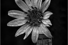 Herbert-Zaifert_Desktop-flower_May-2021_-Still-Life-Flowers_-Mono-Salon_1st-Place