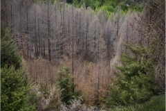 Howard-Wichansky_The-Woods_June-2021_New-Place-You-Love-Color-Master_Award