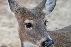 Ira-Brodsky_Deer-Interrupted-Dec-2020-Open-Color-Advanced_Medal