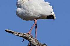 Jerry-Deutsch-Preening-Jan-2021-Open-Digital-Color-Salon-AWARD