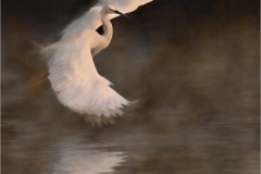 Jerry-Deutsch-Snowy-Egret_March-2021-Special-Topic-Creative-Color-Salon-1st-Place