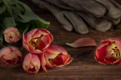 Jerry-Deutsch_Cut-Flowers_May-2021_-Still-Life-Flowers_-Color-Salon_Medal