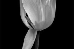 Jerry-Deutsch_Tulip-in-Black-and-White_May-2021_-Still-Life-Flowers_-Mono-Salon_Award