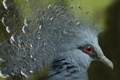 Jim-Kochis_Blue-Crowned-Pigeon-Dec-2020-Open-Color-Advanced_Honorable-Mention