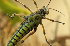 Jim-Kochis_Grasshopper-Dec-2020-Open-Color-Advanced_Award