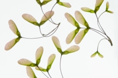 Jim-Kochis_Maple-Tree-Helicopters_April-2021_Open-DIGITAL-Color-Advanced_1st-Place