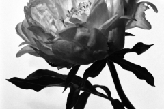 Jim-Kochis_Peony-Beauty_May-2021_-Still-Life-Flowers_-Mono-Advanced_Award