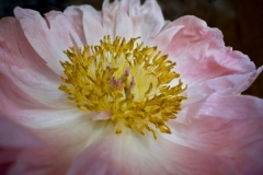 Jim-Kochis_Pink-Peony_May-2021_-Still-Life-Flowers_-Color-Advanced_Award