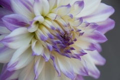 Jim-Kochis_Purple-White-Dahlia_May-2021_-Still-Life-Flowers_-Color-Advanced_Award