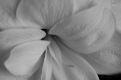 Jim-Kochis_White-Amaryllis_April-2021_Open-DIGITAL-Mono-Advanced_Medal