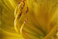 Joel-Goldberg_Day-Lily-Macro_May-2021_-Still-Life-Flowers_-Color-Master_1st-Place