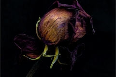 Joel-Goldberg_Dried-Low-Key-Rose_May-2021_-Still-Life-Flowers_-Color-Master_Medal