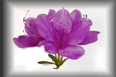 Joel-Goldberg_azelia_May-2021_-Still-Life-Flowers_-Color-Master_Award