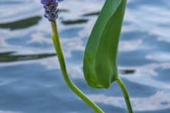 John-Sandstedt_Pickerel-Rush_May-2021_-Still-Life-Flowers_-Color-Salon_Award