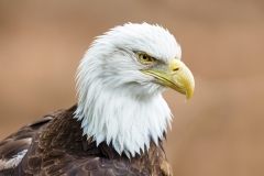 Joseph-Ferraro_Headshot-of-an-Eagle_June-2021_New-Place-You-Love-Color-Advanced_Award