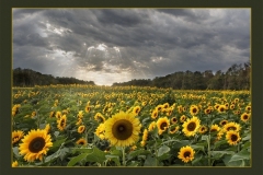 Joseph-Ferraro_Sununflowers-against-the-Storm-Oct-2020-Open-DIGITAL-Color-Advanced_Medal