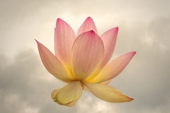 Marilyn-Baldi_Enlightened_May-2021_-Still-Life-Flowers_-Color-Salon_Award