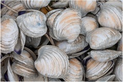 Mark-Schwartz_Shells-in-Cape-May_June-2021_New-Place-You-Love-Color-Master_Medal