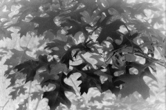 Martin-Sicular-Leaves-Nov-2020-Monochrome-ADVANCED-1st-Place