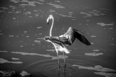 Nader-Boctor_Ready-to-Fly-Oct-2020-Open-DIGITAL-Mono-Beginner_Award