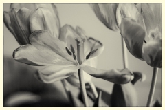 Patricia-Hart-Zackman_Past-My-Prime_May-2021_-Still-Life-Flowers_-Mono-Advanced_Award