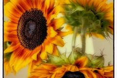 Patricia-Hart-Zackman_Summers-Best_May-2021_-Still-Life-Flowers_-Color-Advanced_1st-Place