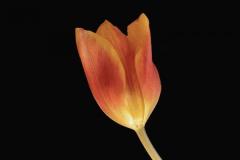 Patricia-Hart-Zackman_Tulip_May-2021_-Still-Life-Flowers_-Color-Advanced_Medal