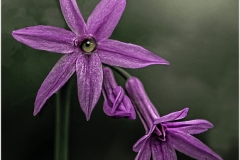 Phil-Levy_Heres-Looking-At-You_May-2021_-Still-Life-Flowers_-Color-Salon_Award