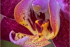 Phil-Levy_Orchid-Macro-Oct-2020-Open-DIGITAL-Color-Salon_Award