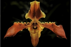 Phil-Levy_Orchid_May-2021_-Still-Life-Flowers_-Color-Salon_Award