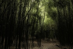 Rich-Doerr_The-Path-to-Enlightenment_April-2021_Open-DIGITAL-Color-Salon_Medal