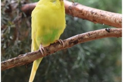 Rich-Eichel_Content-Oct-2020-Open-DIGITAL-Color-Beginner_Medal