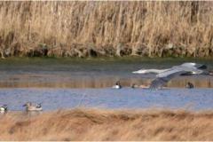 Rich-Eichel_Great-Day-for-Flying_April-2021_Open-DIGITAL-Color-Beginner_Award