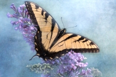 Susan-Boston-Eastern-Tiger-Swallowtail_March-2021-Special-Topic-Creative-Color-Master-Award