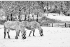 Susan-Boston-Winter-Foraging-Nov-2020-Monochrome-MASTER-Medal