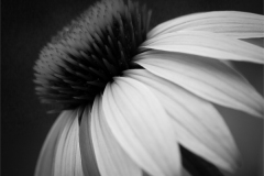 Susan-Boston_Coneflower_May-2021_-Still-Life-Flowers_-Mono-Master_1st-Place