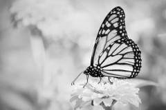 Susan-Boston_Monarch-in-the-Garden-Oct-2020-Open-DIGITAL-Mono-Master_1st-Place