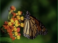 Bernie-Solomon_Butterfly-on-Flowers_Oct-2021_Open-Color-Advanced_Award
