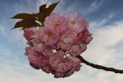 Bernie-Solomon_Cherry-Blossom_Jan-2022_Open-DIGITAL-Color-Advanced_Award